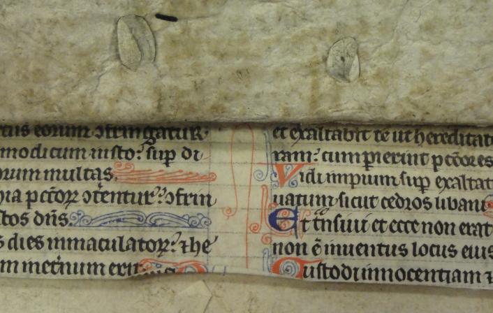 Colchester Harsnett H.d.22 fragment