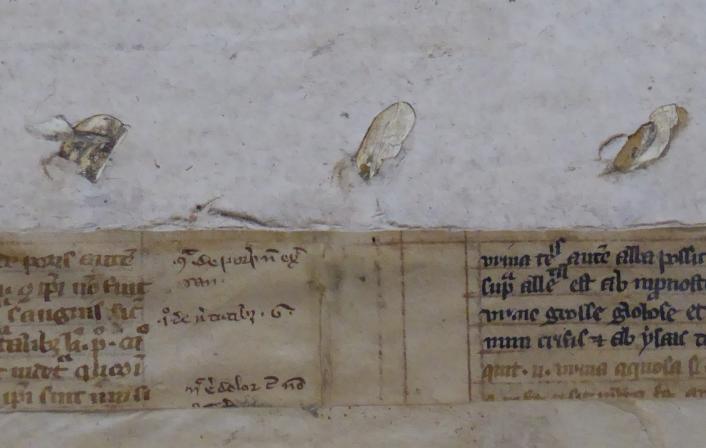 Colchester Harsnett H.f.24 ii