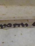 Colchester Harsnett H.d.17 ii